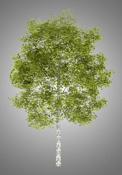 Birch tree isolated on gray background — Stock Photo, Image