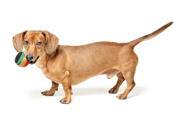 Cute brown dachshund dog with ball isolated on white background — Stock Photo, Image