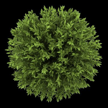 Akdeniz defnesi Bush siyah arka plan üzerine izole Üstten Görünüm