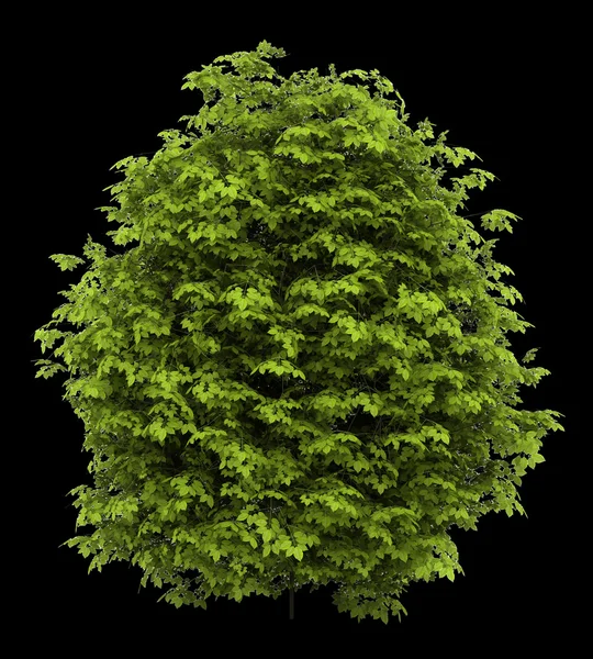 Euonymus verrucosa bush isolated on black background — Stock Photo, Image