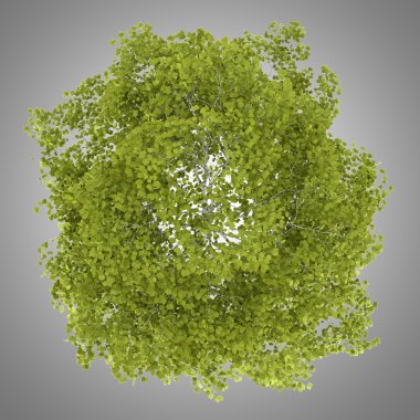 Huş ağacı gri arka plan üzerinde izole Üstten Görünüm