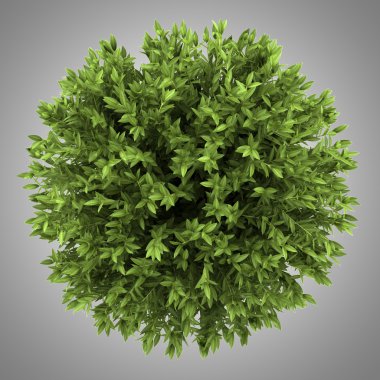 Akdeniz defnesi Bush gri arka plan üzerinde izole Üstten Görünüm