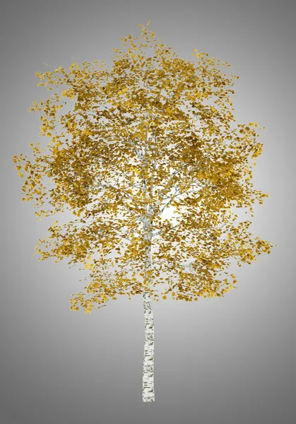 Fall birch tree isolated on gray background — Stock Photo, Image