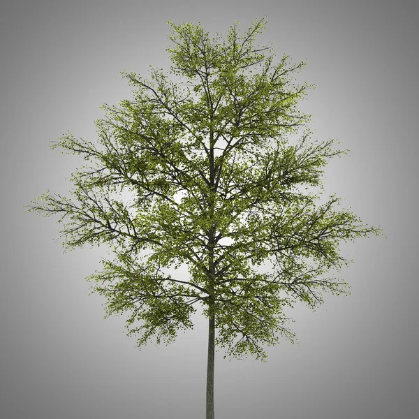 Tulip tree isolated on gray background — Stock Photo, Image