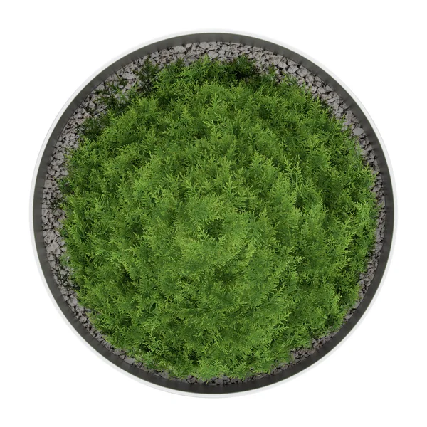 侧柏植物在孤立在白色背景上的锅中的顶视图 — 图库照片
