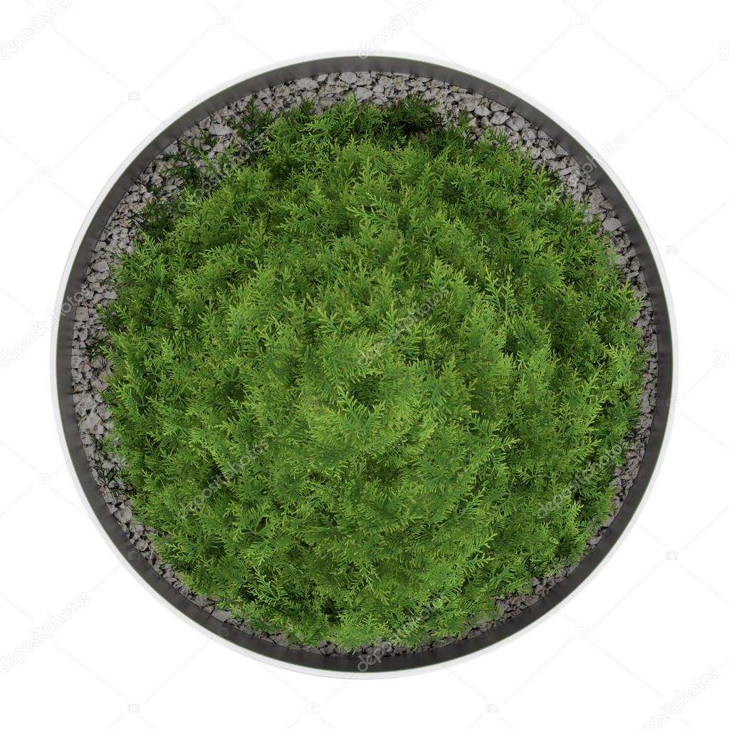 top view of thuja plant in pot isolated on white background