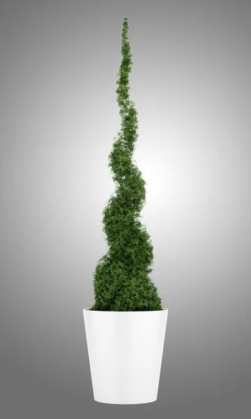 Pianta thuja in vaso isolato su sfondo grigio — Foto Stock