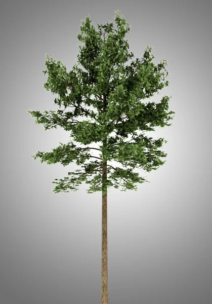 Scots pine tree isolerade på grå bakgrund — Stockfoto