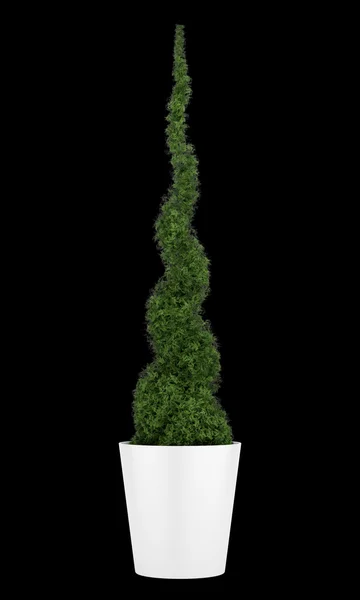 Planta thuja en maceta aislada sobre fondo negro — Foto de Stock