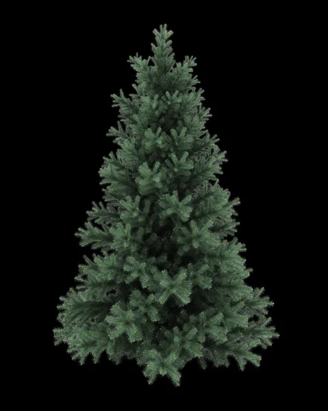 Alpine fir tree isolated on black background — Stock Photo, Image