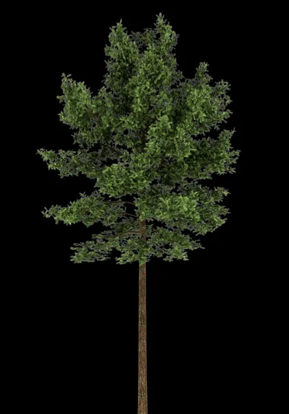 Erdeifenyő fa elszigetelt fekete háttér — Stock Fotó