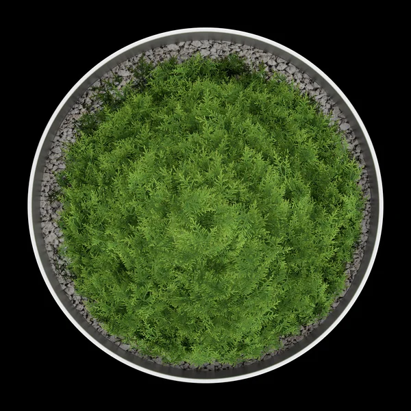 Top view of thuja plant in pot isolated on black background — Stock Photo, Image