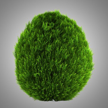 gri arka plan üzerinde izole Doğu Mazı bush