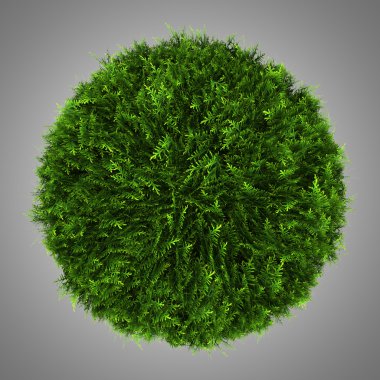 gri arka plan üzerinde izole Doğu Mazı Bush Üstten Görünüm