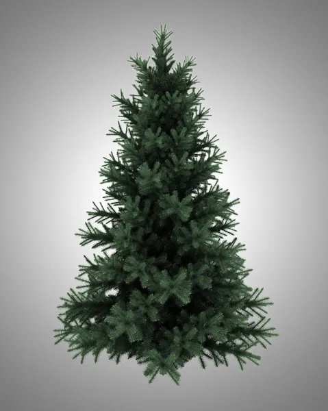 Alpine fir tree isolated on gray background — Stock Photo, Image