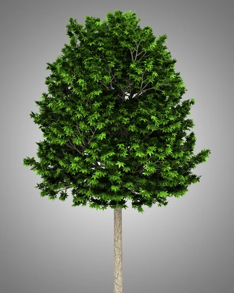 Лондонское плоское дерево, изолированное на сером фоне — стоковое фото