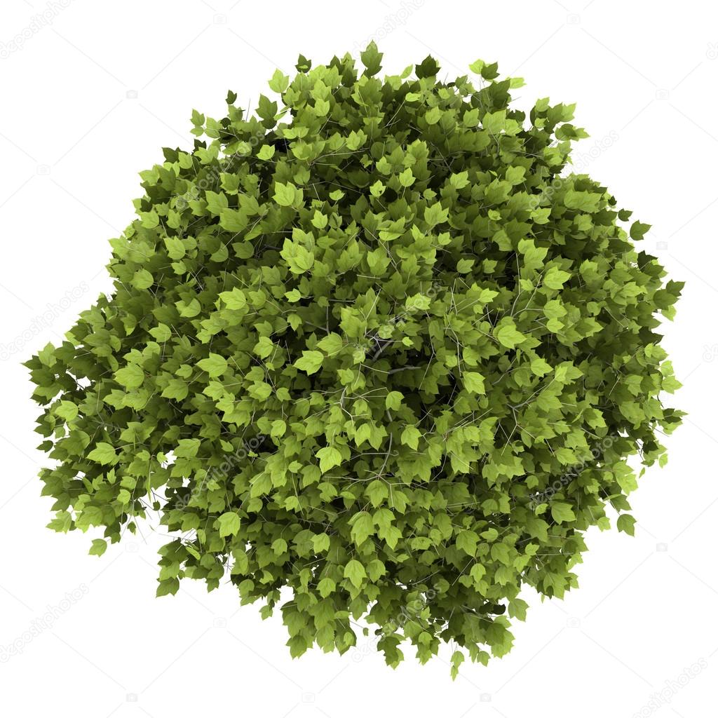 top view of bonsai plant in pot isolated on white background