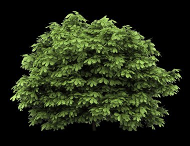 siyah arka plan üzerine izole bottlebrush buckeye bush