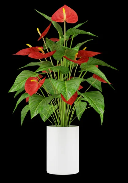 Flor vermelha em vaso isolado no fundo preto — Fotografia de Stock