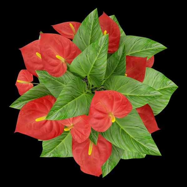 Top view of red flower isolated on black background — Stock Photo, Image