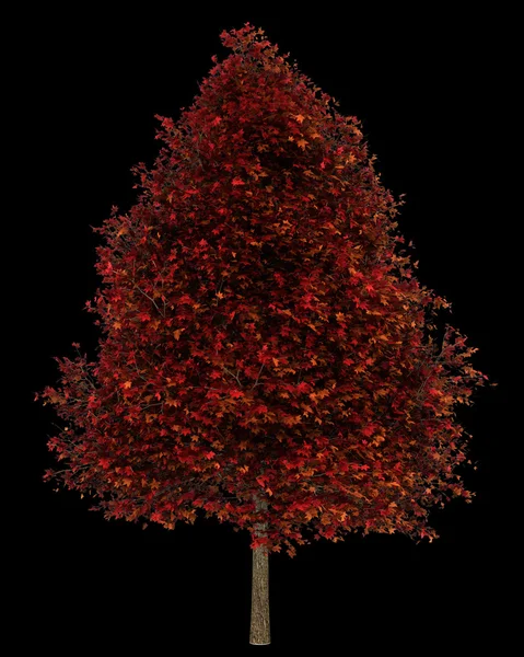 孤立在黑色背景上的红色美国枫香树 — 图库照片