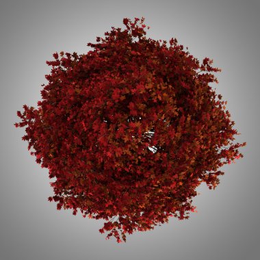 Üstten Görünüm üzerinde gri backgrou izole kırmızı Amerikan sığla ağacı