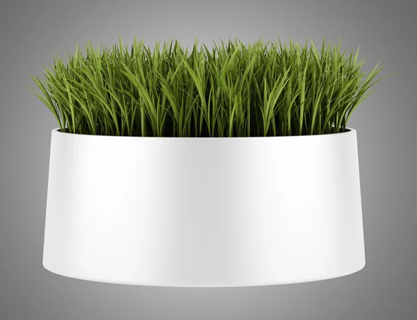 Dekorativa gräs i potten isolerade på grå bakgrund — Stockfoto