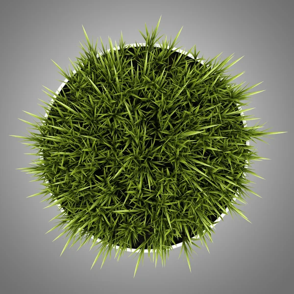 Top view of decorative grass in pot isolated on gray background — Stock Photo, Image