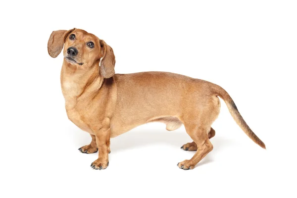 Милый коричневый таксы собака изолированы на белом фоне — стоковое фото