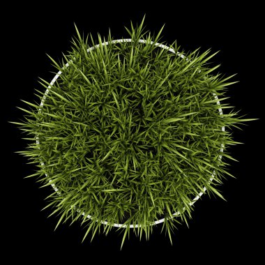 siyah arka plan üzerine izole tencerede dekoratif çim Üstten Görünüm