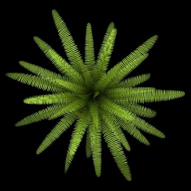 siyah arka plan üzerine izole tencerede eğrelti bitkisinin Üstten Görünüm