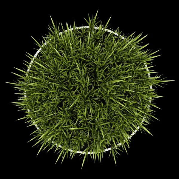 Top view of decorative grass in pot isolated on black background — Stock Photo, Image