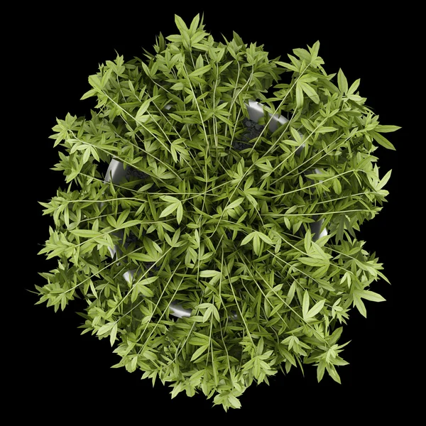 Top view of decorative climbing plant in pot isolated on black b — Stock Photo, Image
