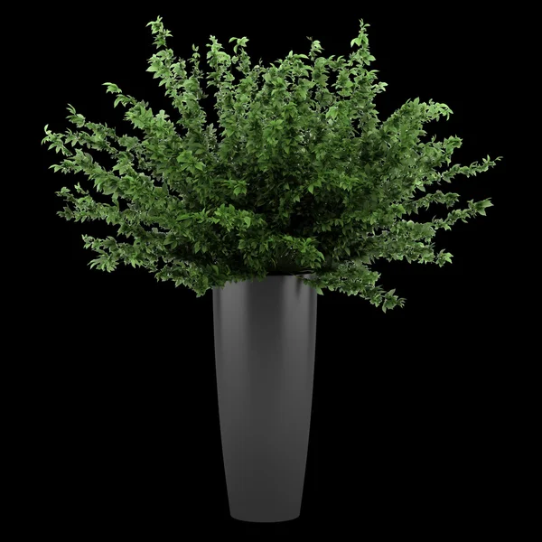 Decoratieve plant in zwarte pot geïsoleerd op zwarte achtergrond — Stockfoto