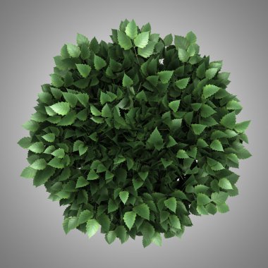 Huş ağacı gri arka plan üzerinde izole kap Üstten Görünüm