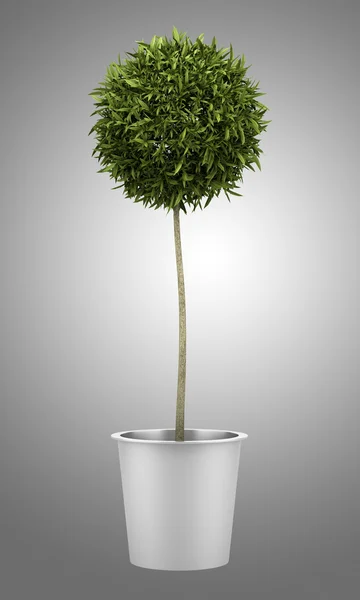 Albero arancio in vaso isolato su sfondo grigio — Foto Stock