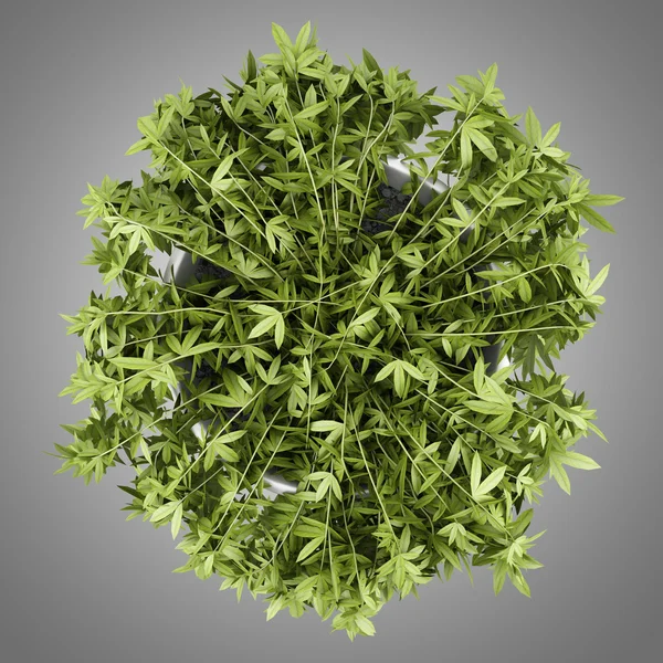 Top view of decorative climbing plant in pot isolated on gray ba — Stock Photo, Image