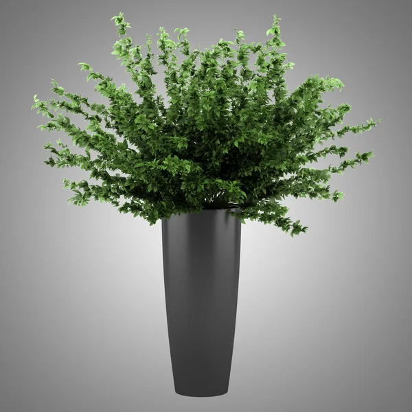 Decoratieve plant in zwarte pot geïsoleerd op grijze achtergrond — Stockfoto