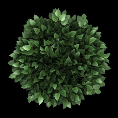 siyah arka plan üzerine izole kap huş ağacı Üstten Görünüm