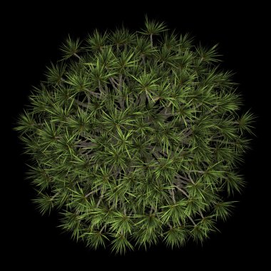 Kanarya Adaları Ejder ağacı üzerinde siyah backgro izole Üstten Görünüm