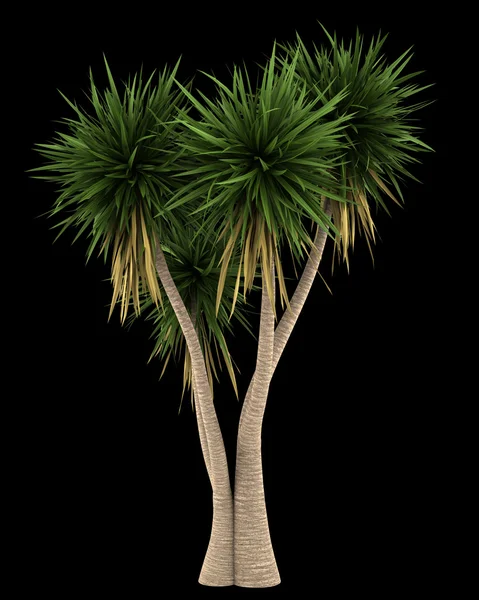 Yucca palmier isolé sur fond noir — Photo