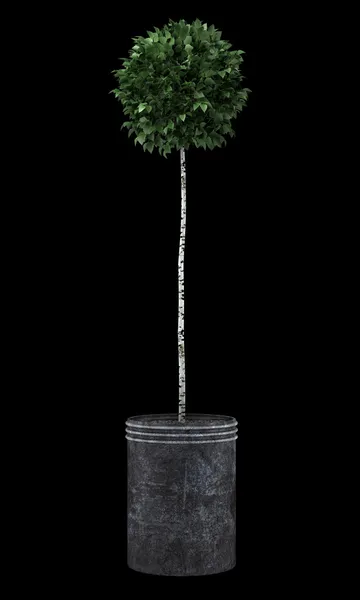Birch tree in pot geïsoleerd op zwarte achtergrond — Stockfoto
