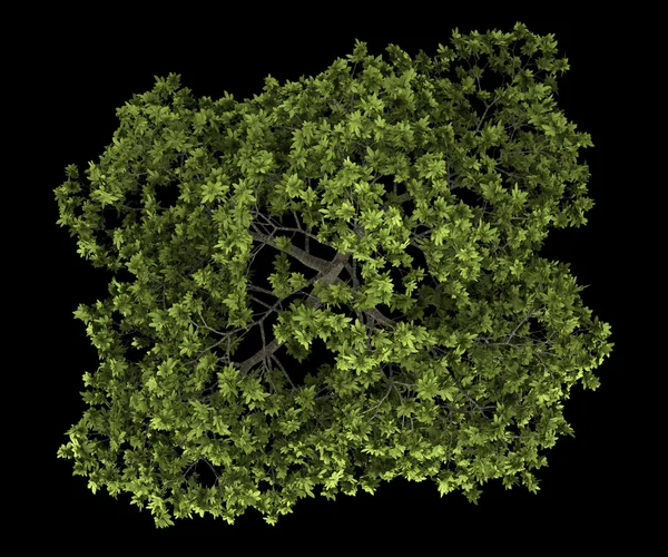 Вид зверху на загальне дерево інжиру ізольоване на чорному тлі — стокове фото