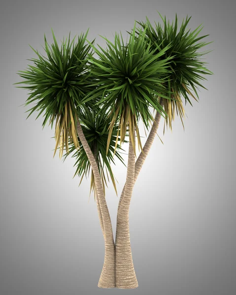 Yucca palm tree isolated on gray background — Stock Photo, Image