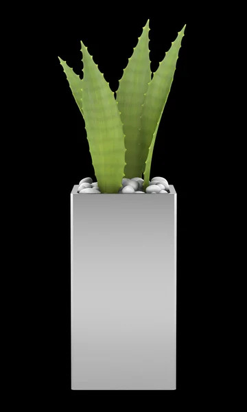 Rostliny Aloe v hrnci izolovaných na černém pozadí — Stock fotografie