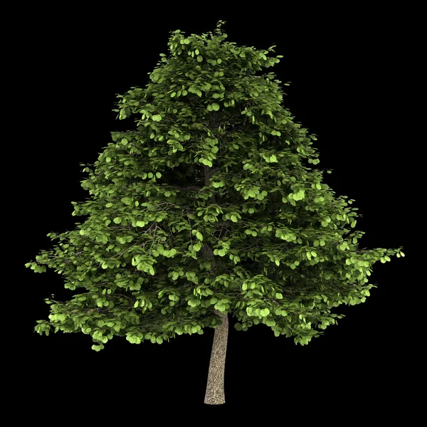 Siyah arka plan üzerine izole gri alder ağacı — Stok fotoğraf