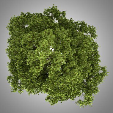 gri arka plan üzerinde izole alan akçaağaç ağaç Üstten Görünüm