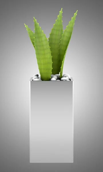 Aloe plant in pot isolated on gray background — Stock Photo, Image