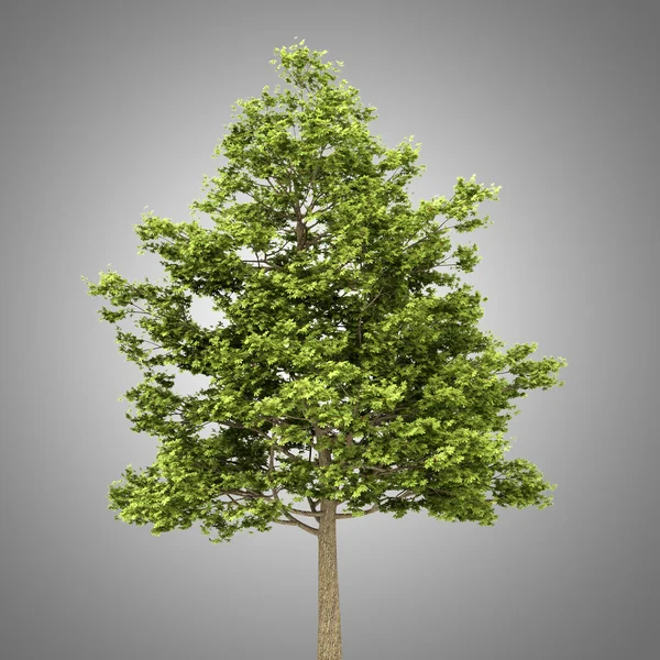Feld-Ahorn-Baum isoliert auf grauem Hintergrund — Stockfoto