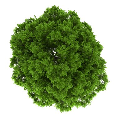 Beyaz arka plan üzerinde izole Avrupa dişbudak Üstten Görünüm